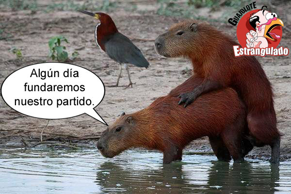 capibaras