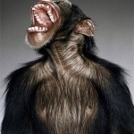 chimpancè risa
