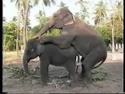 elefantes cogiendo