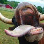 lengua vaca
