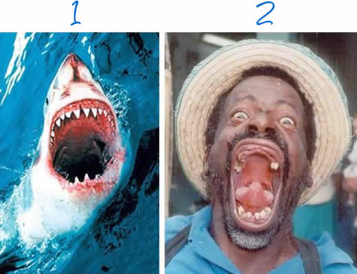 tiburon-dientes