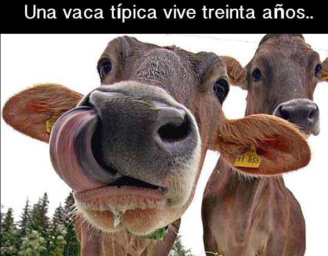 vaca mbv